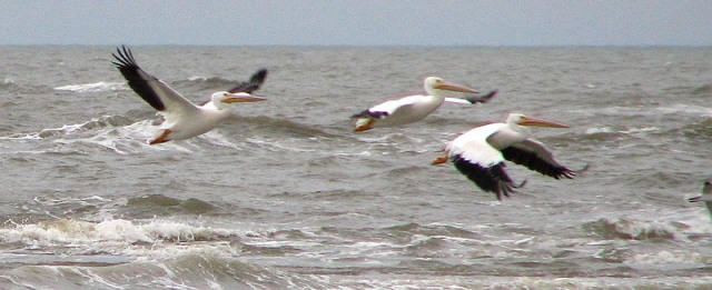 American White Pelicans
